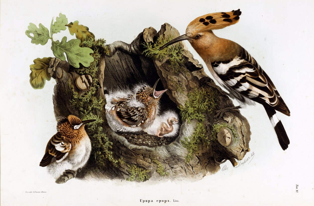Huppe fascie (Upupa epops) (Hoopoe) esitys (kromolitografia tekijältä Eugenio and Dressler Oscar  Bettoni