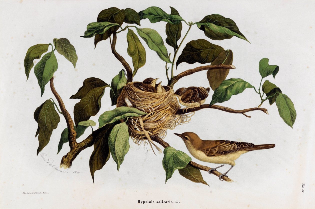 Esitys lintu Hipolais salicaria Warbler (kromolitografia tekijältä Eugenio and Dressler Oscar  Bettoni