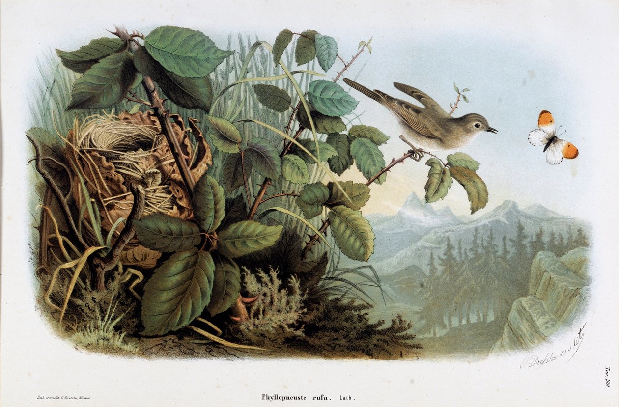 Kanan nopeus (Phyllopneuste rufa) (Chiffchaff) (kromolitografia) tekijältä Eugenio and Dressler Oscar  Bettoni