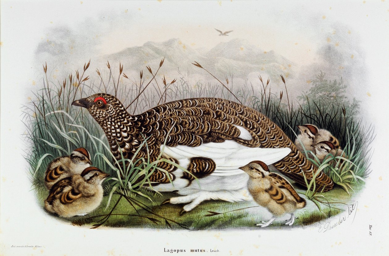 Peltopyyn (Partridge tai Lagopus mutus) esitys (kromolitografia tekijältä Eugenio and Dressler Oscar  Bettoni