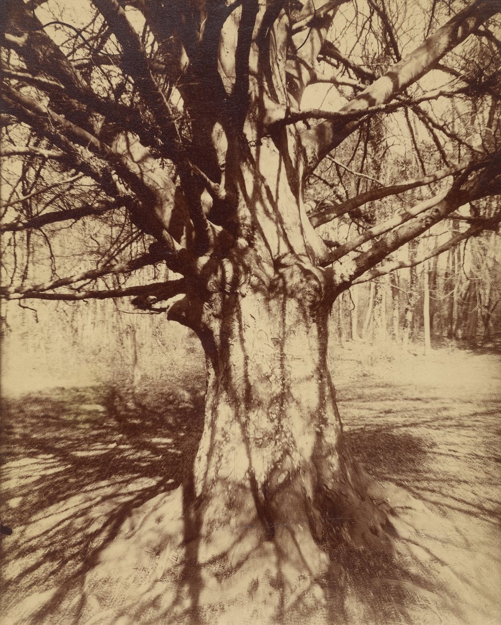Pyökki tekijältä Eugène Atget