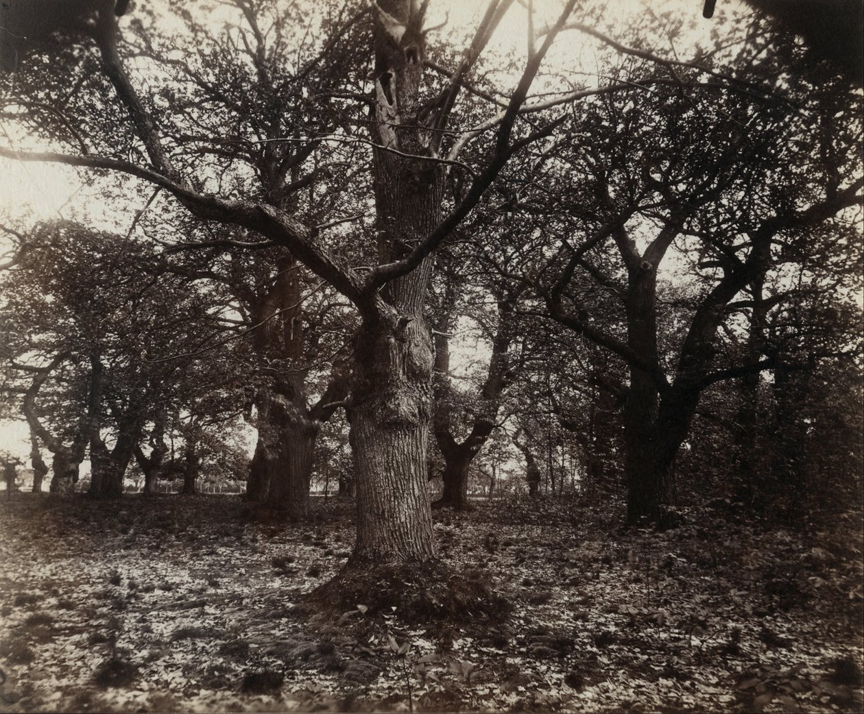 Kastanjapuita tekijältä Eugène Atget