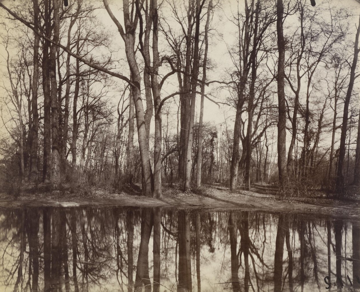 Saint-Cloud (Philippe Duc dOrleansin linnan puutarhat) tekijältä Eugène Atget