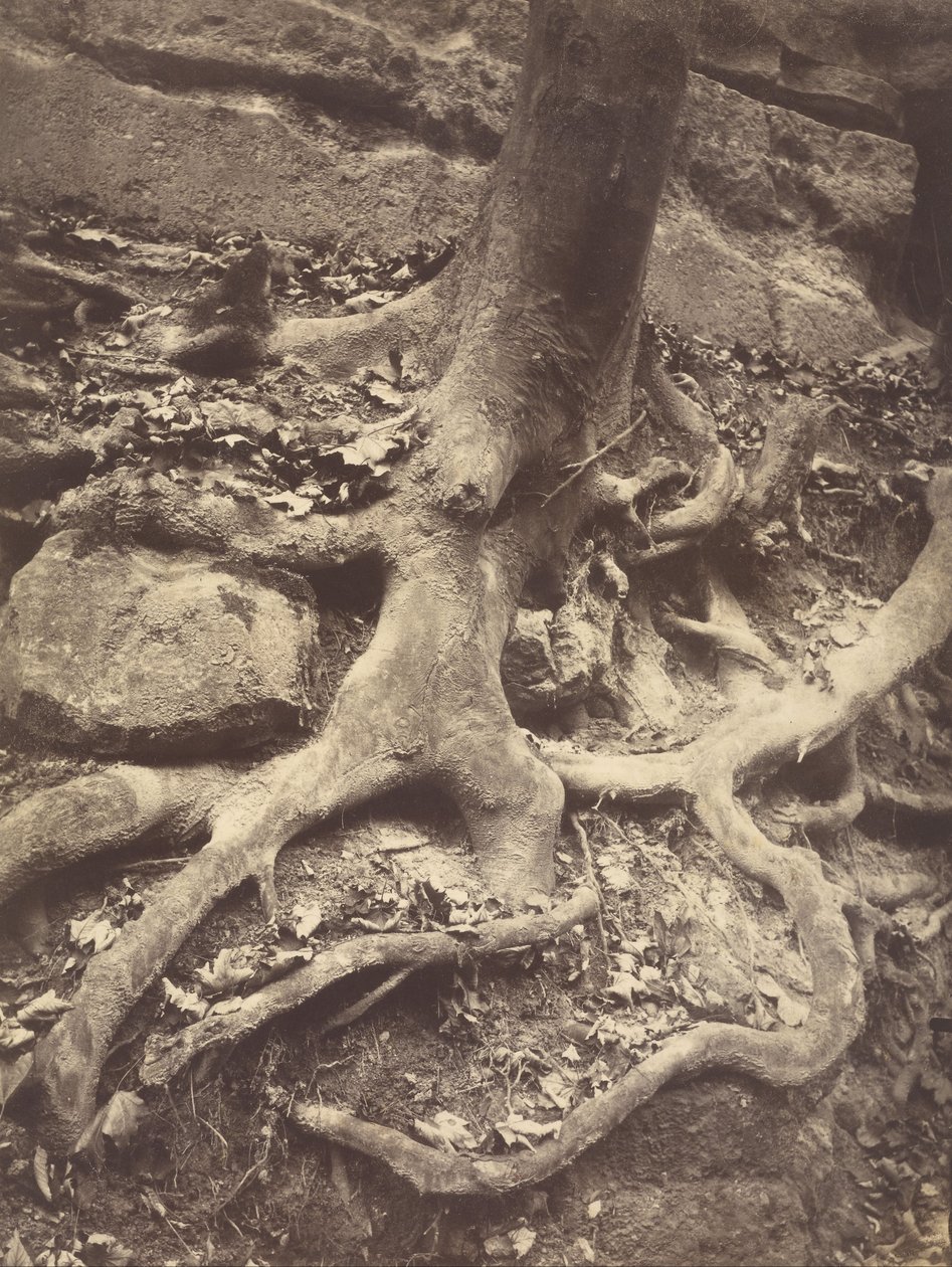 Tree Roots, Saint-Cloud tekijältä Eugène Atget