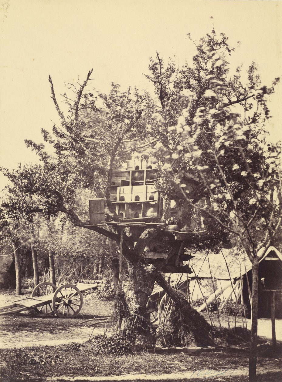 Pigeon House in Tree tekijältä Eugène Colliau