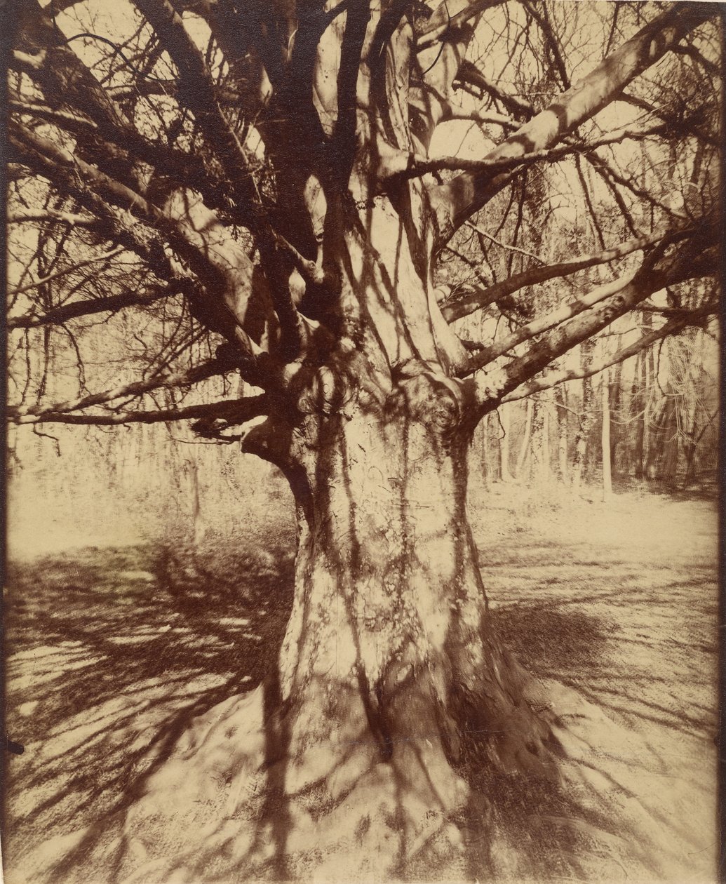 Puu (Garche) Pyökki tekijältä Eugène Atget