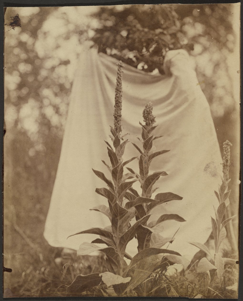 Bouillon Blanc (Mullein kasvi) tekijältä Eugène Atget