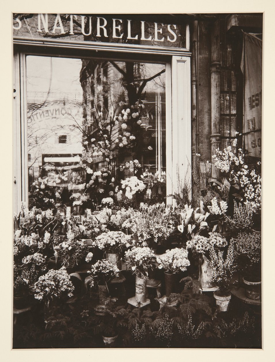 Kukkakauppa -37 (kukkakauppa) tekijältä Eugène Atget