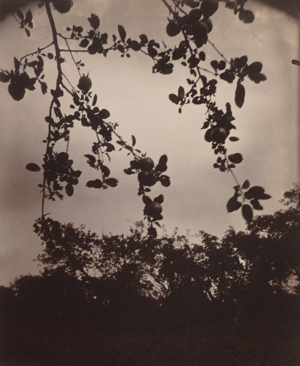 omenapuun oksa tekijältä Eugène Atget