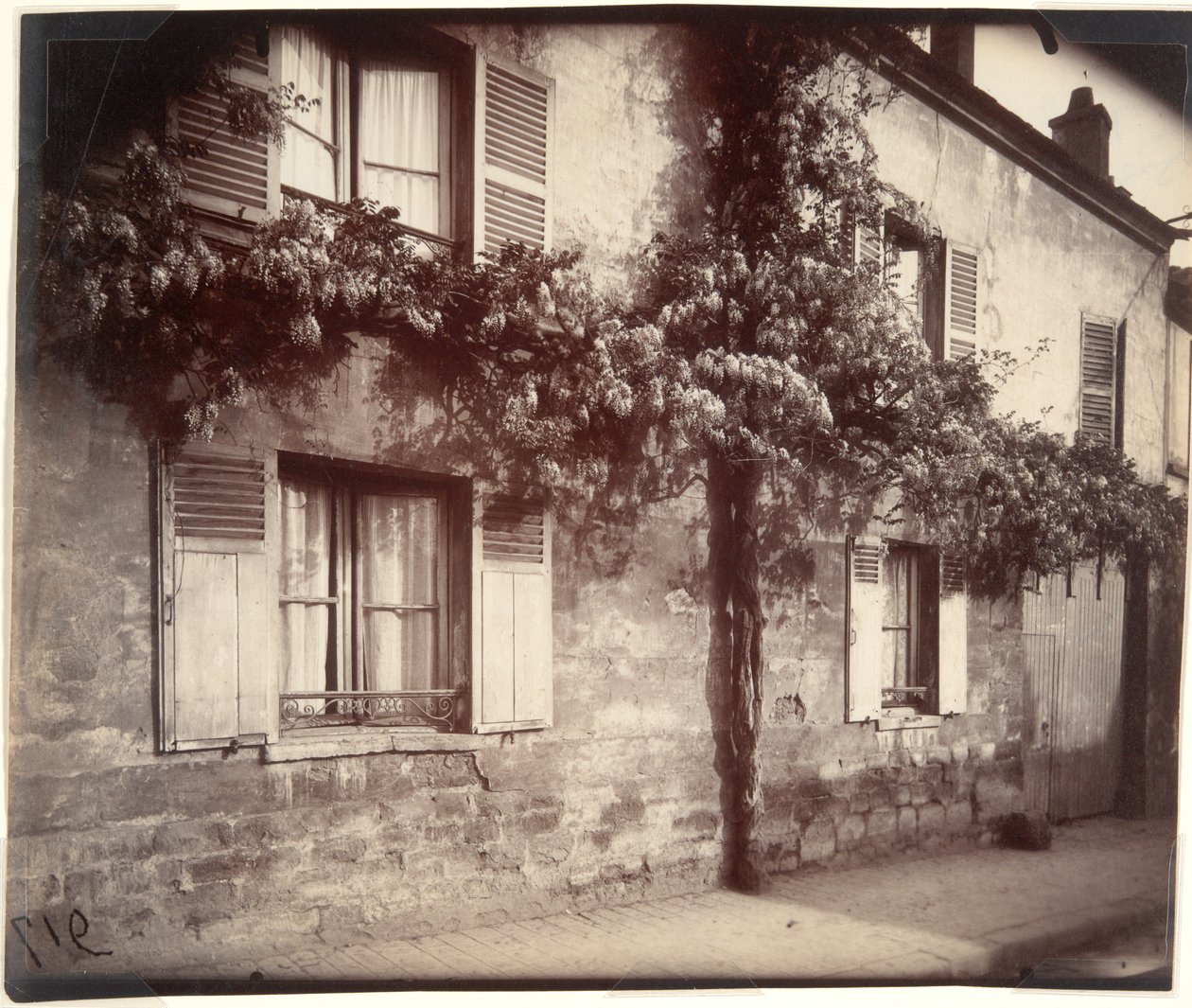 Glysiini (Wisteria), Ch?tillon tekijältä Eugène Atget