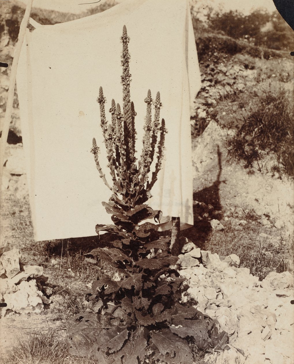 Mullein in Bloom tekijältä Eugène Atget