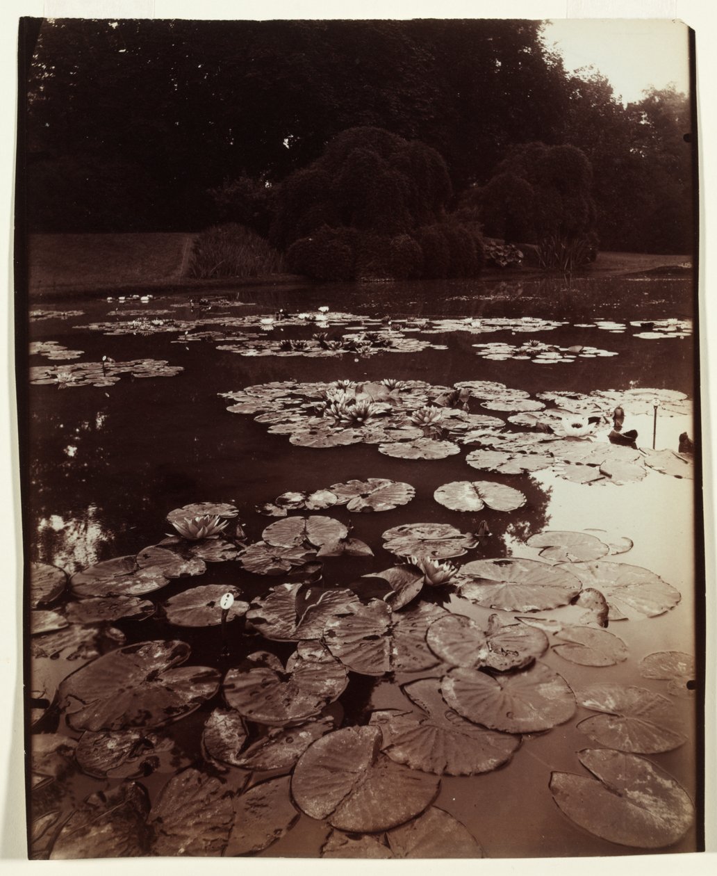 Vesililjat tekijältä Eugène Atget