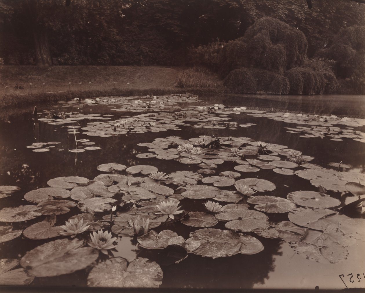 Vesililjat (Bagatelle) tekijältä Eugène Atget