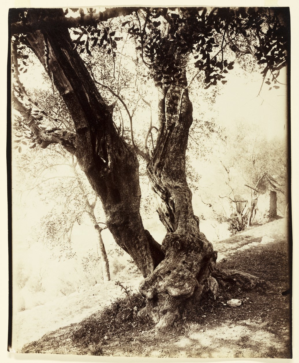 Olivier, Nizza, noin 1900 tekijältä Eugène Atget