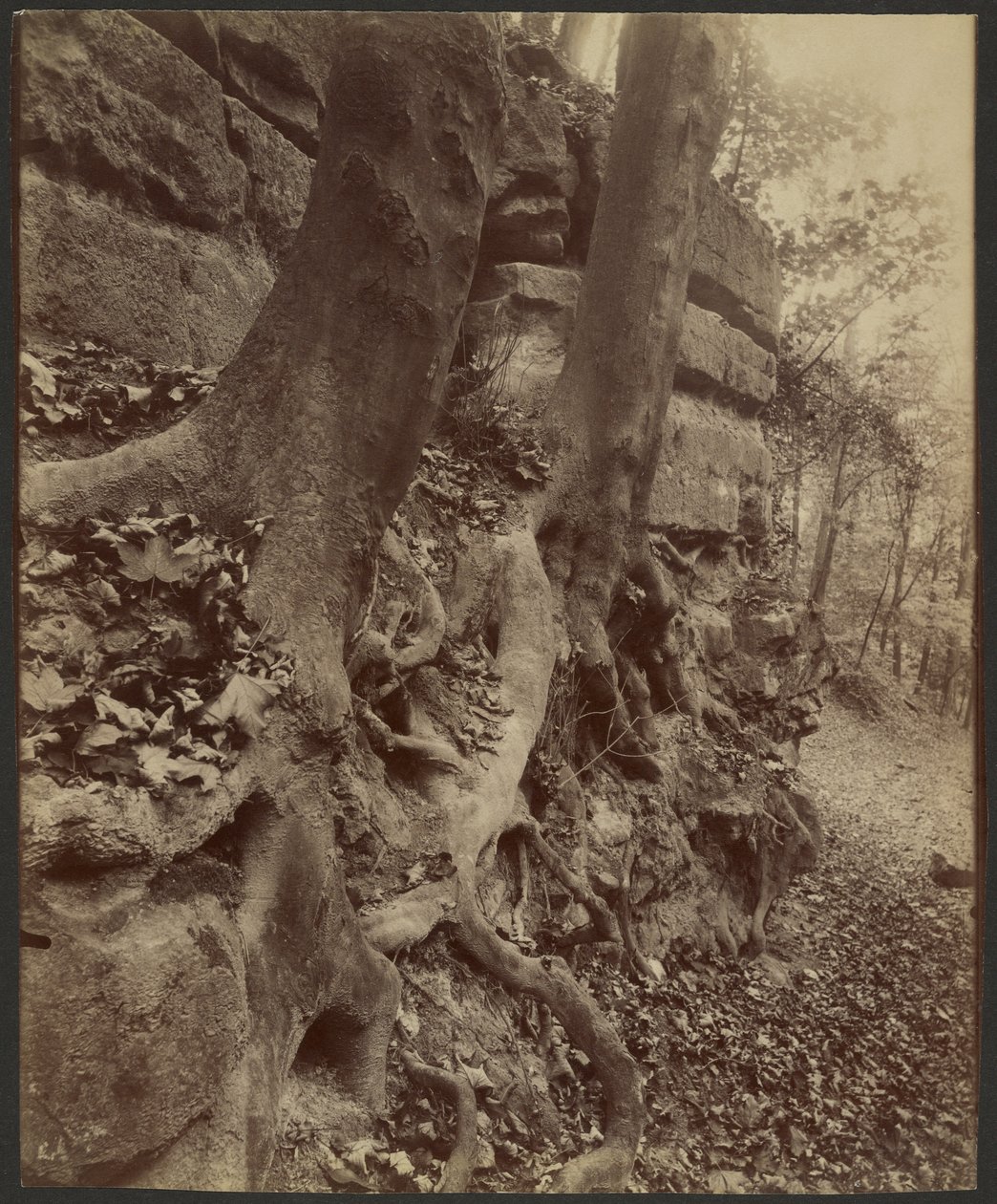 Saint-Cloudin puisto tekijältä Eugène Atget