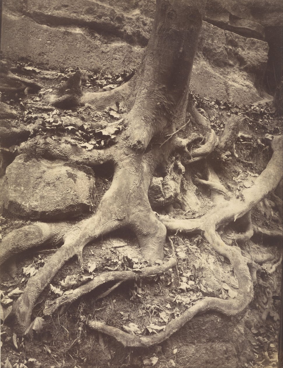 Tree Roots, Saint-Cloud tekijältä Eugène Atget