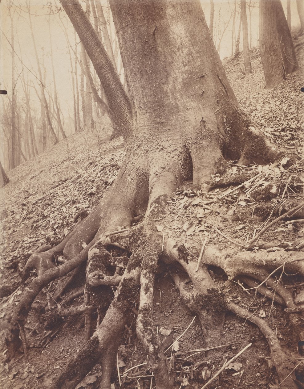 Puut ja juuret tekijältä Eugène Atget