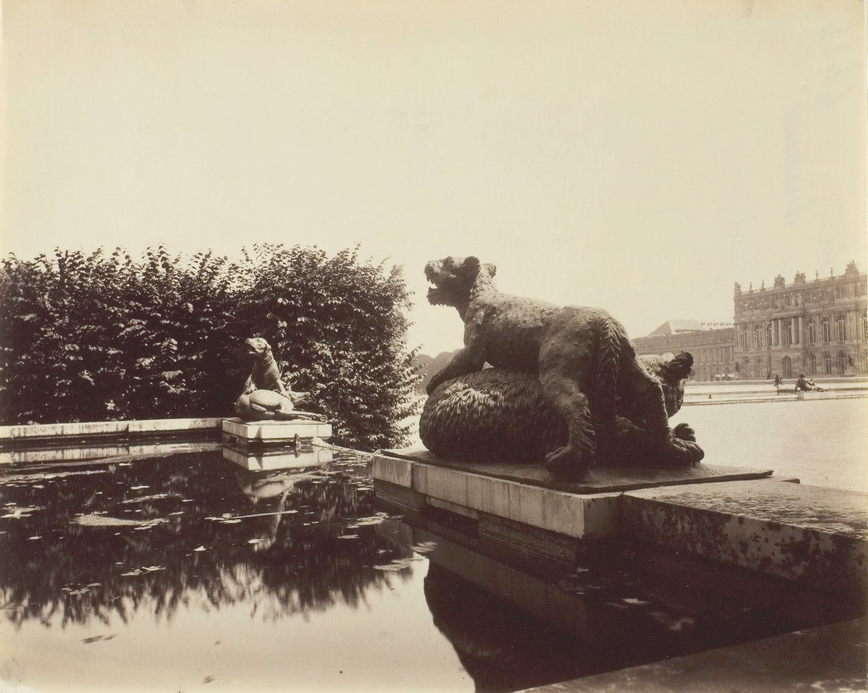 Versailles, Fontaine du Point du Jour, Houzeaun Tiger Slaying a Bear, 1903. tekijältä Eugène Atget
