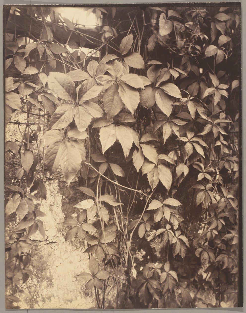 Vigne Vierge tekijältä Eugène Atget