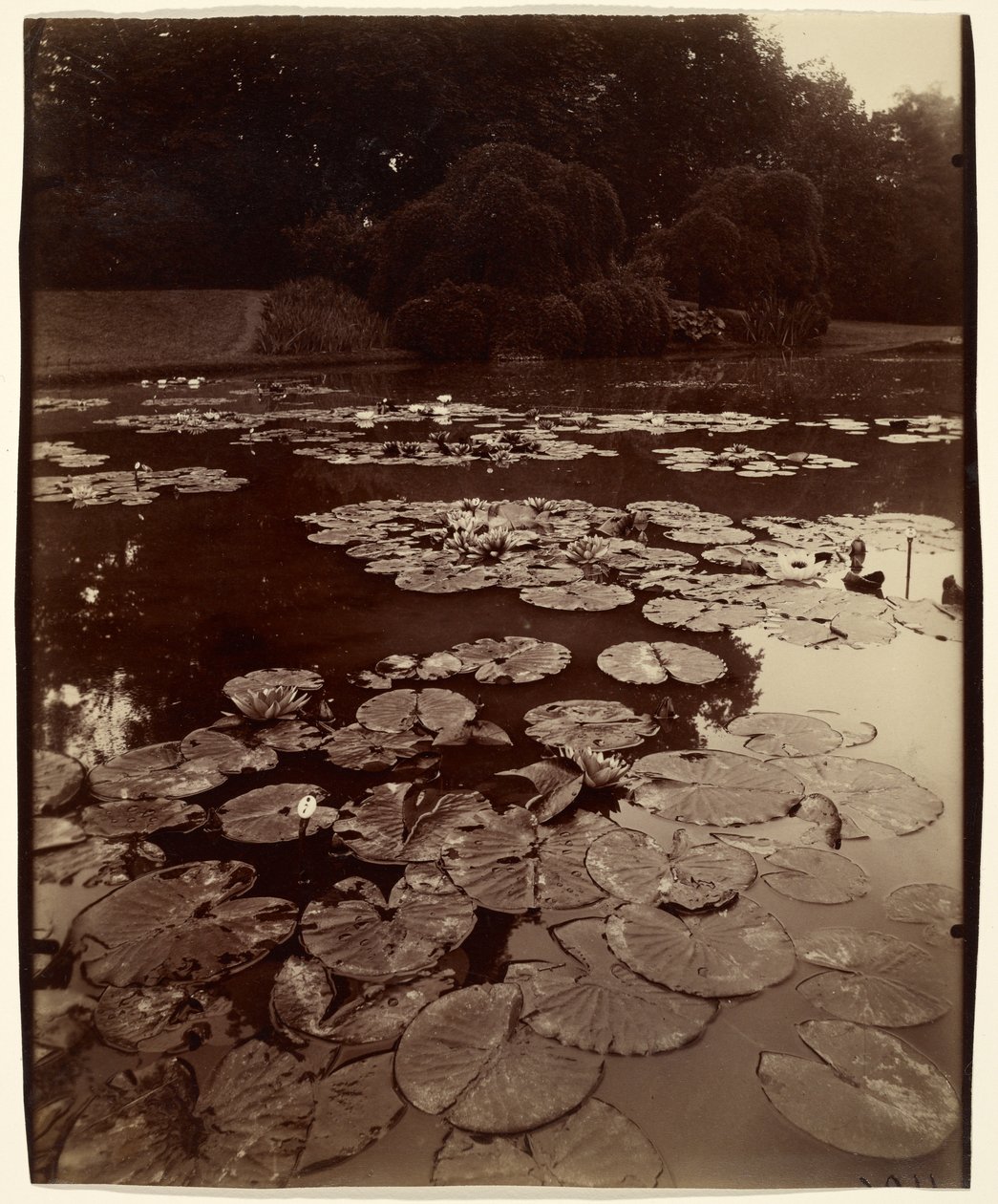 [Vesililjat] tekijältä Eugène Atget