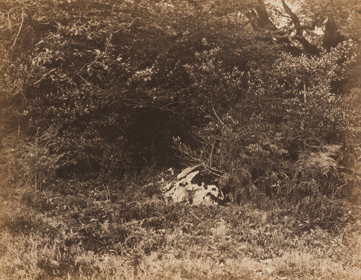 A Rock in the Forest,c. 1865 (kuva) tekijältä Eugène Cuvelier