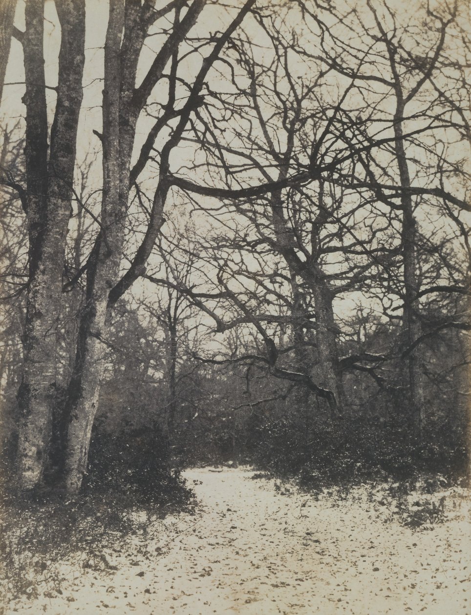 [Bosc de Fontainebleau], ca. 1860. finlandès tekijältä Eugène Cuvelier