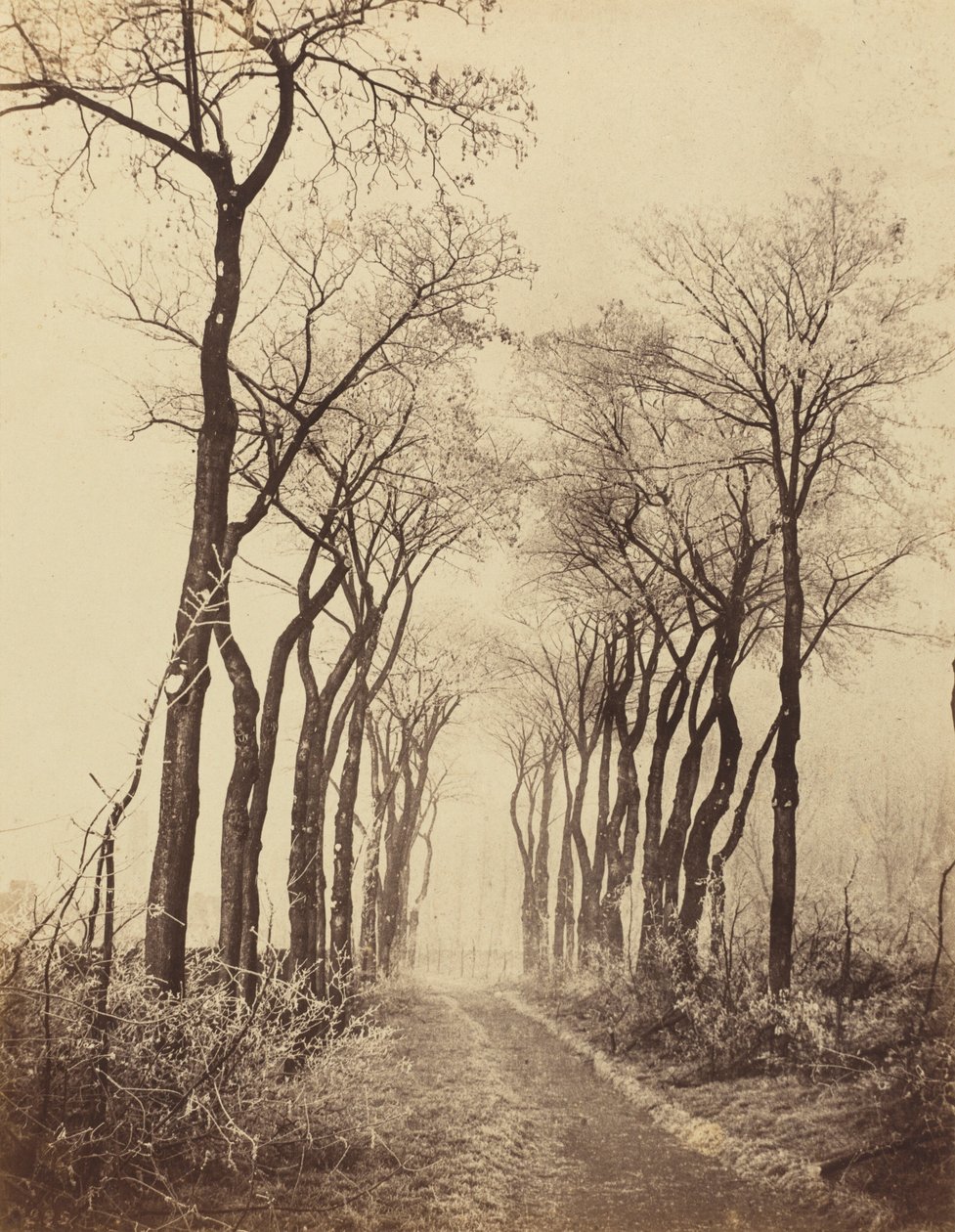 Tie ja puut pakkasella,1860 (kuva) tekijältä Eugène Cuvelier