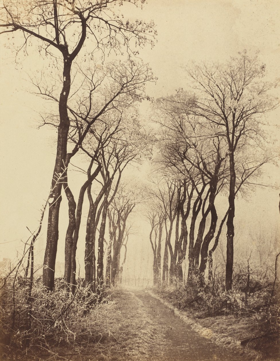 Tie ja puut kuuralla, 1860. tekijältä Eugène Cuvelier
