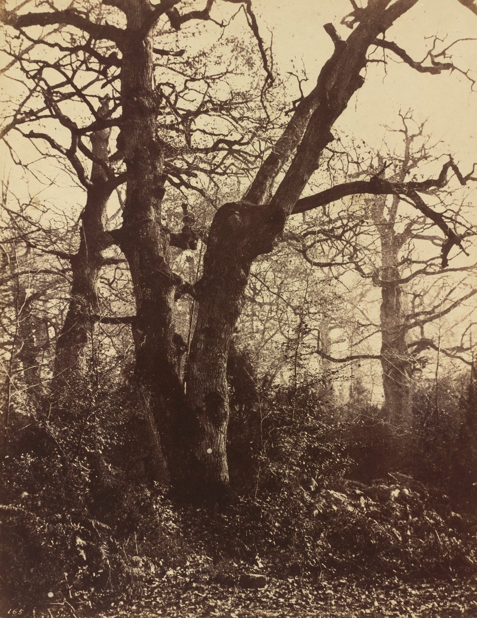 Puututkimus, Fontainebleau,1860 (kuva) tekijältä Eugène Cuvelier