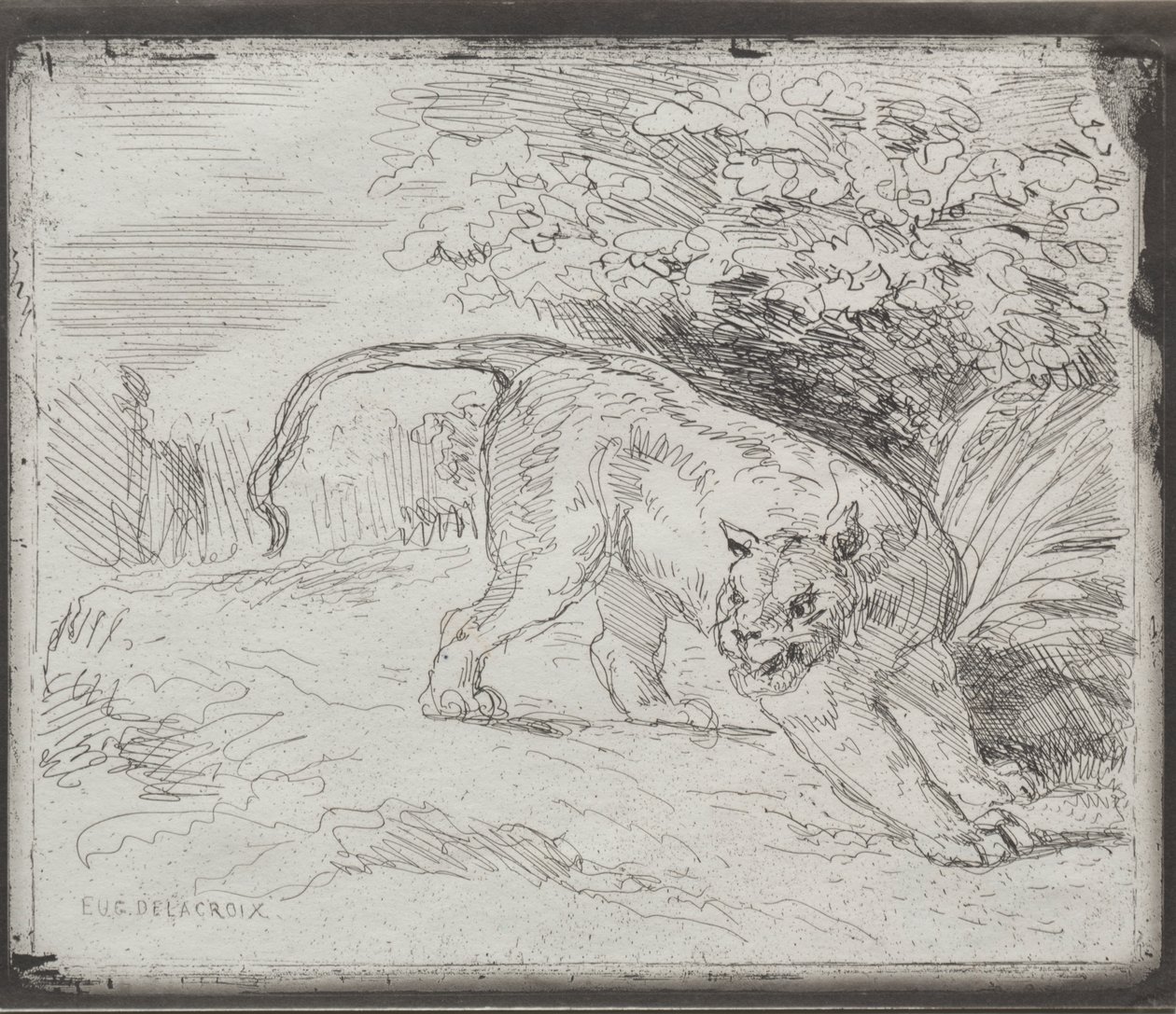 Loukkuun jäänyt tiikeri tekijältä Eugène Delacroix