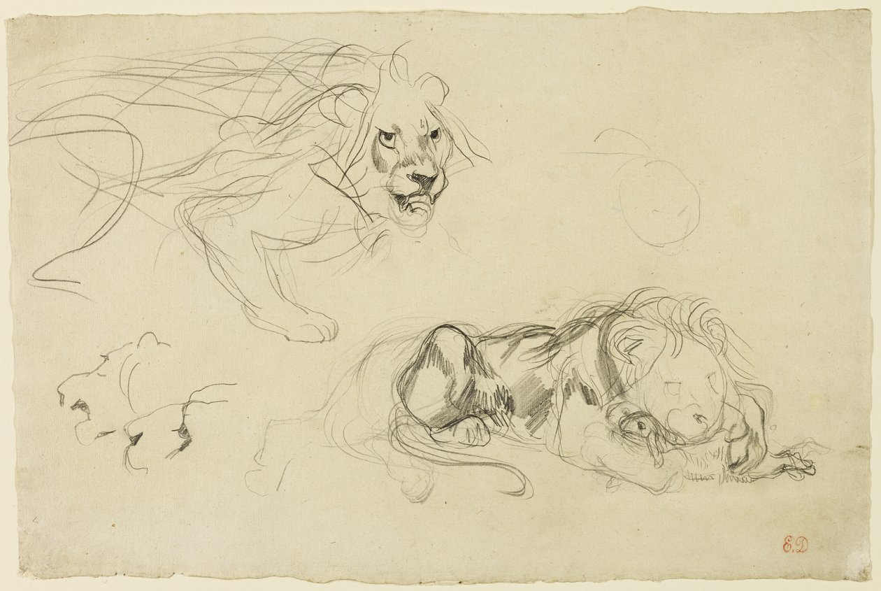 Lionien tutkimukset tekijältä Eugène Delacroix