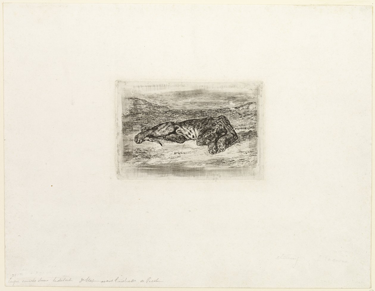 Tiikeri lepää autiomaassa tekijältä Eugène Delacroix