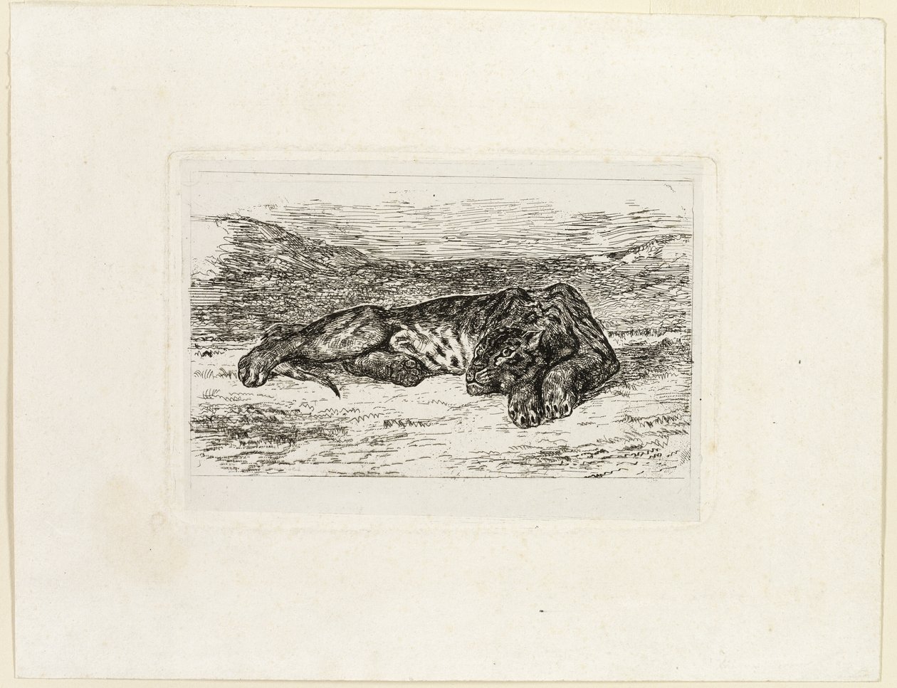 Tiikeri lepää autiomaassa tekijältä Eugène Delacroix