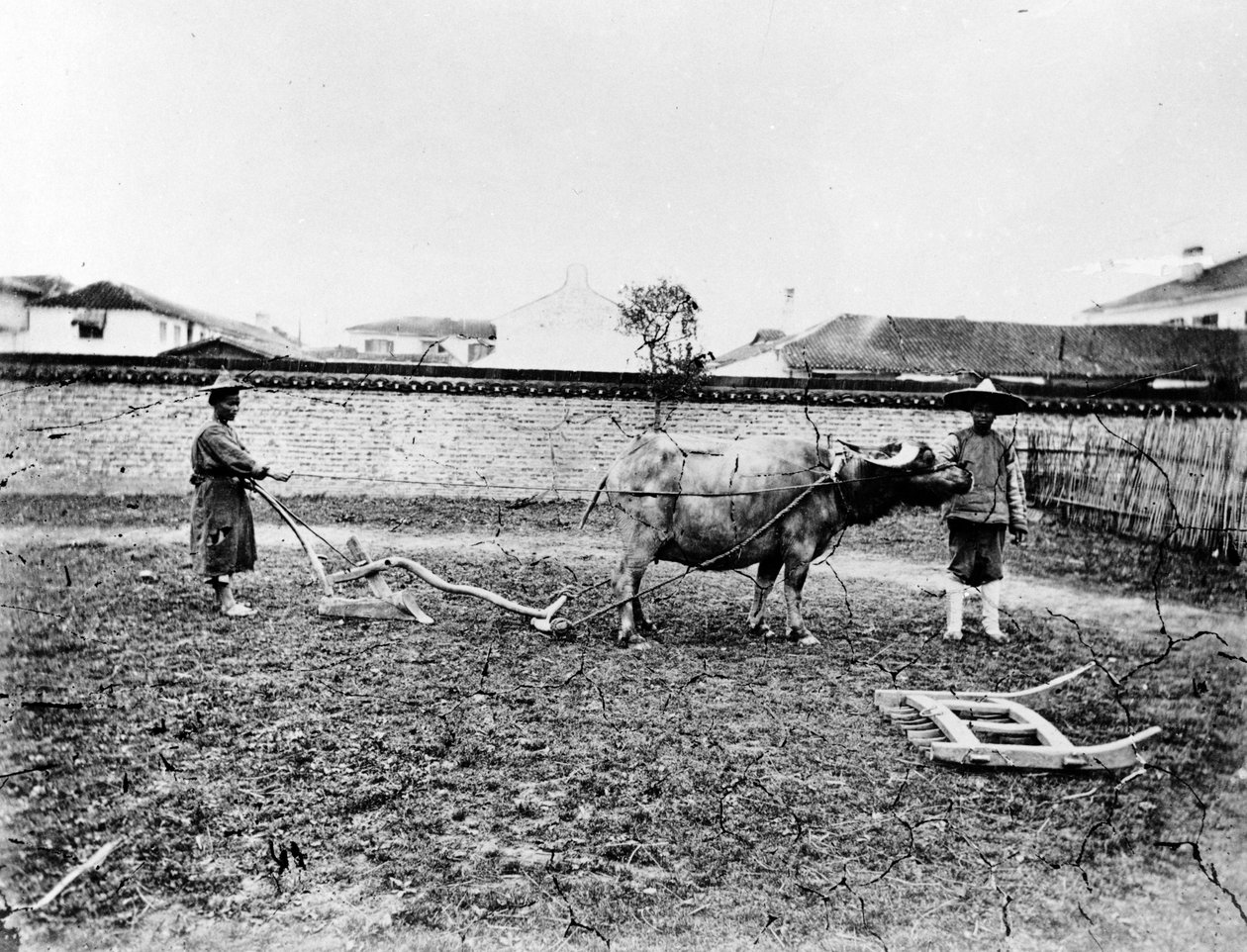 Kiinan talonpojat kyntäessään peltoaan härkiä, n. 1865 tekijältä European Photographer