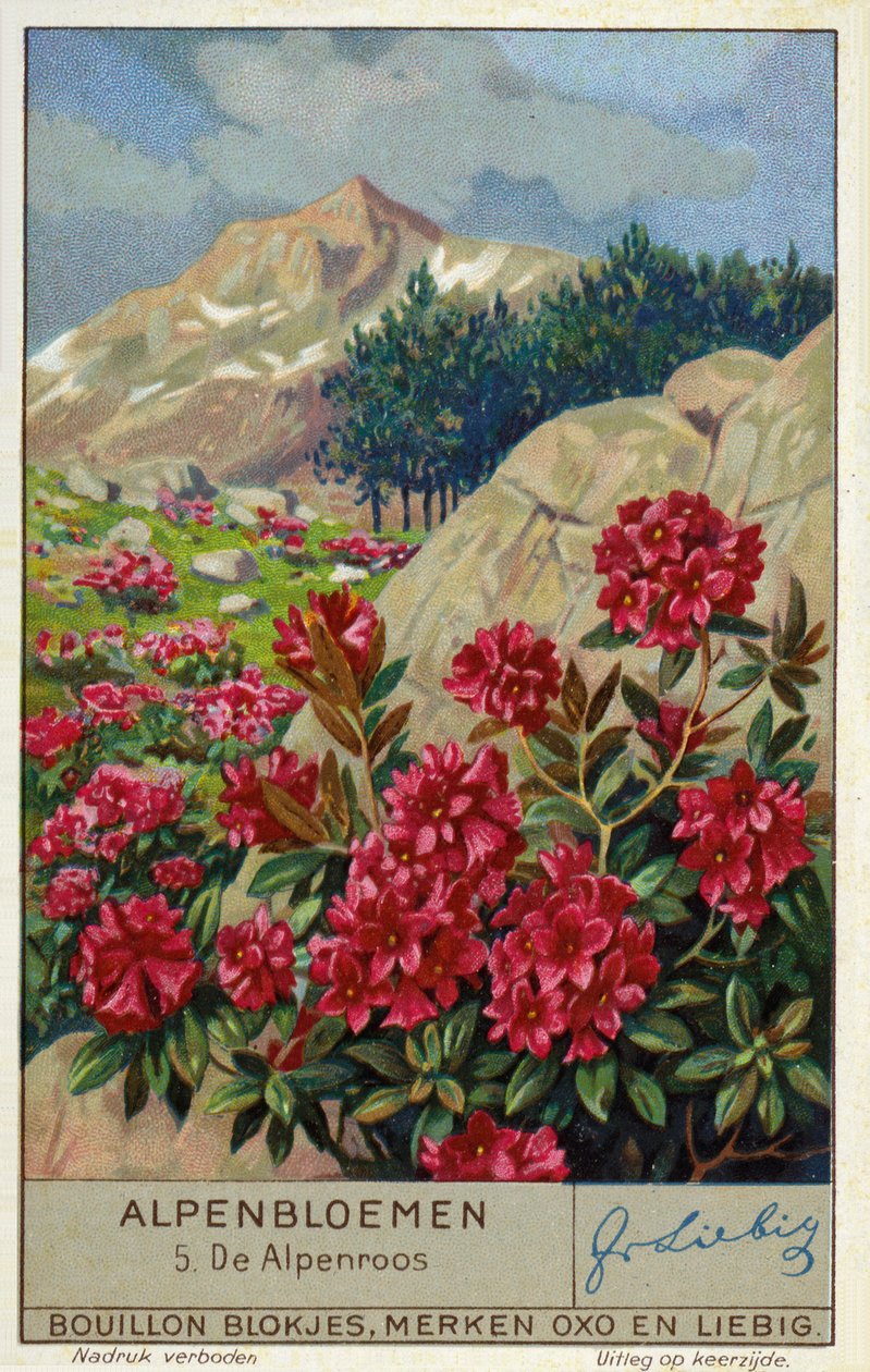 Alpenrose (Rhododendron ferrugineum) (kromoliittinen) tekijältä European School