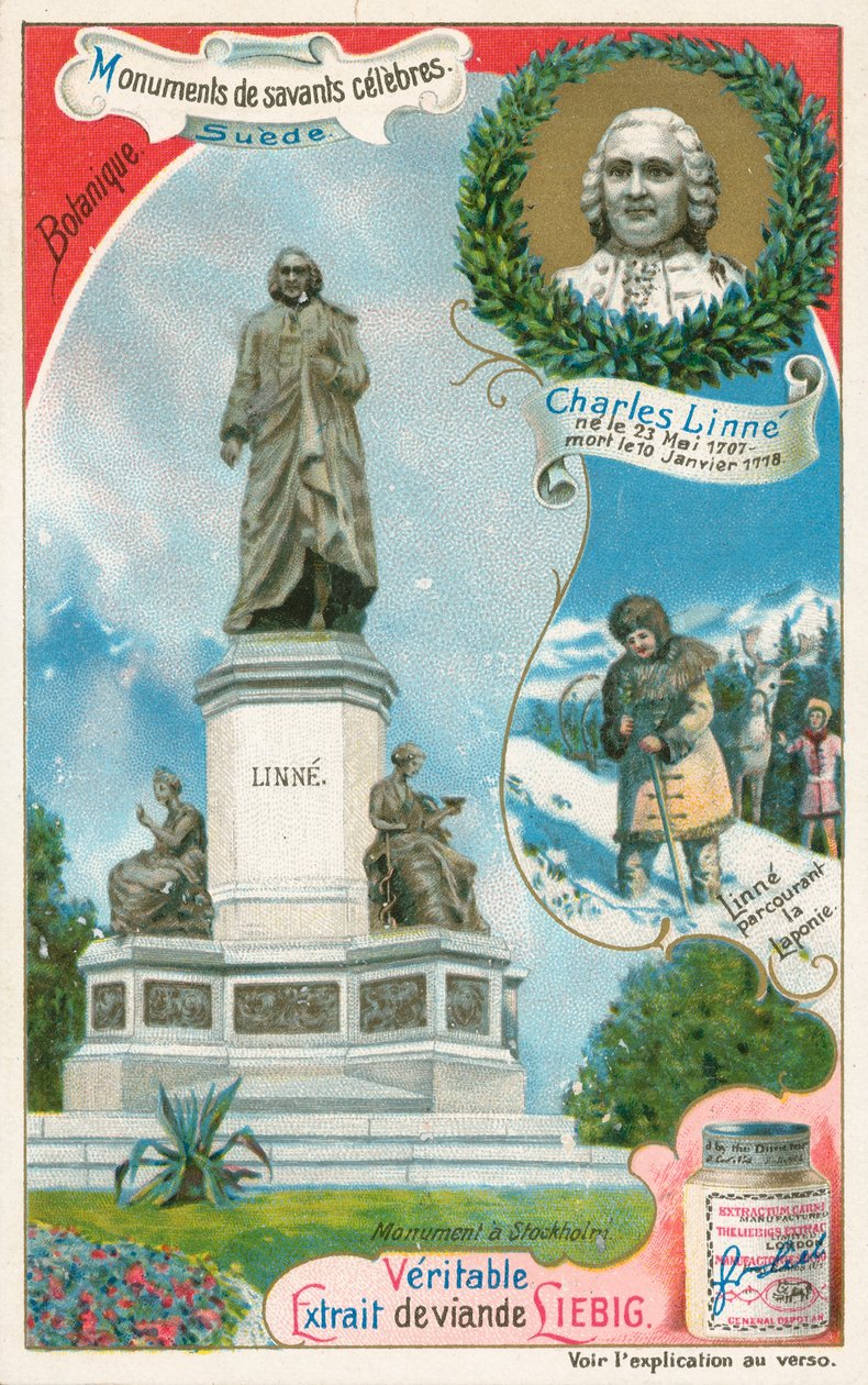 Carl Linnaeus, Liebig-kortti, 1900-luvun alku (kromo) tekijältä European School