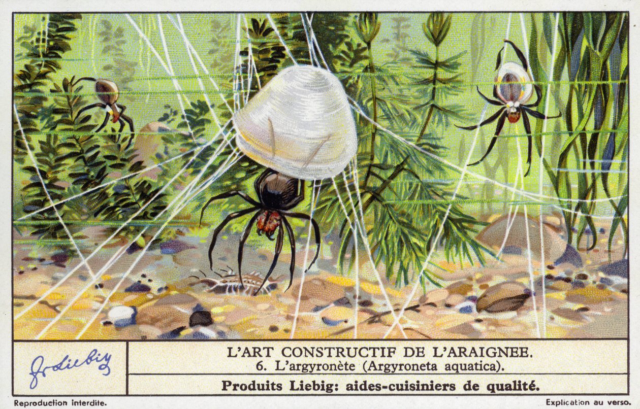 Sukelluskellohämähäkki (Argyroneta aquatica) (chromolitho) tekijältä European School