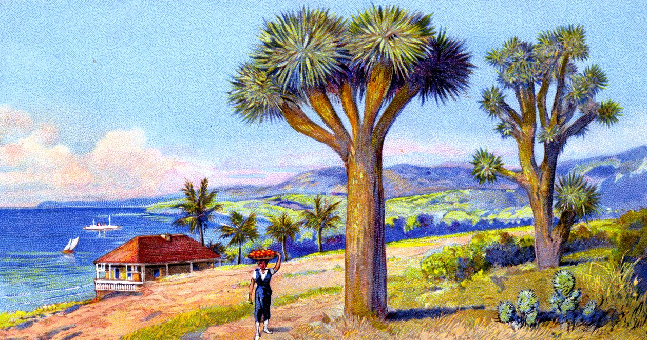 Joshua Trees, Kalifornia tekijältä European School