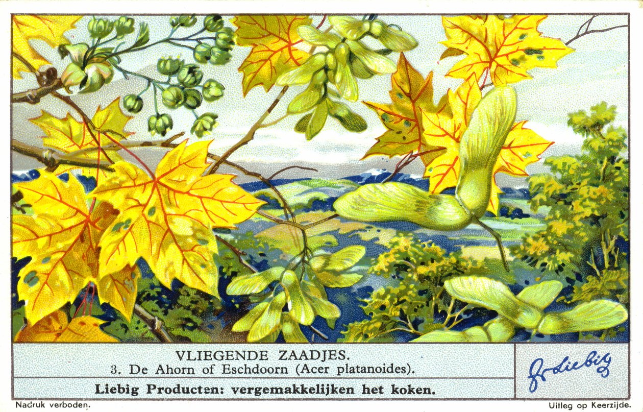 Vaahtera (Acer platanoides) (chromolitho) tekijältä European School