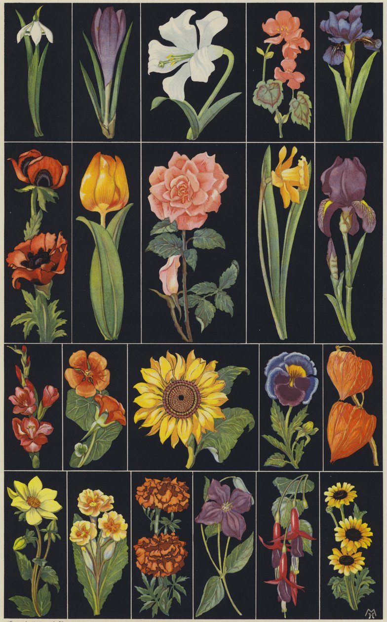 Sivu lasten kuvakirjasta Flowers (värilitografia). tekijältä European School