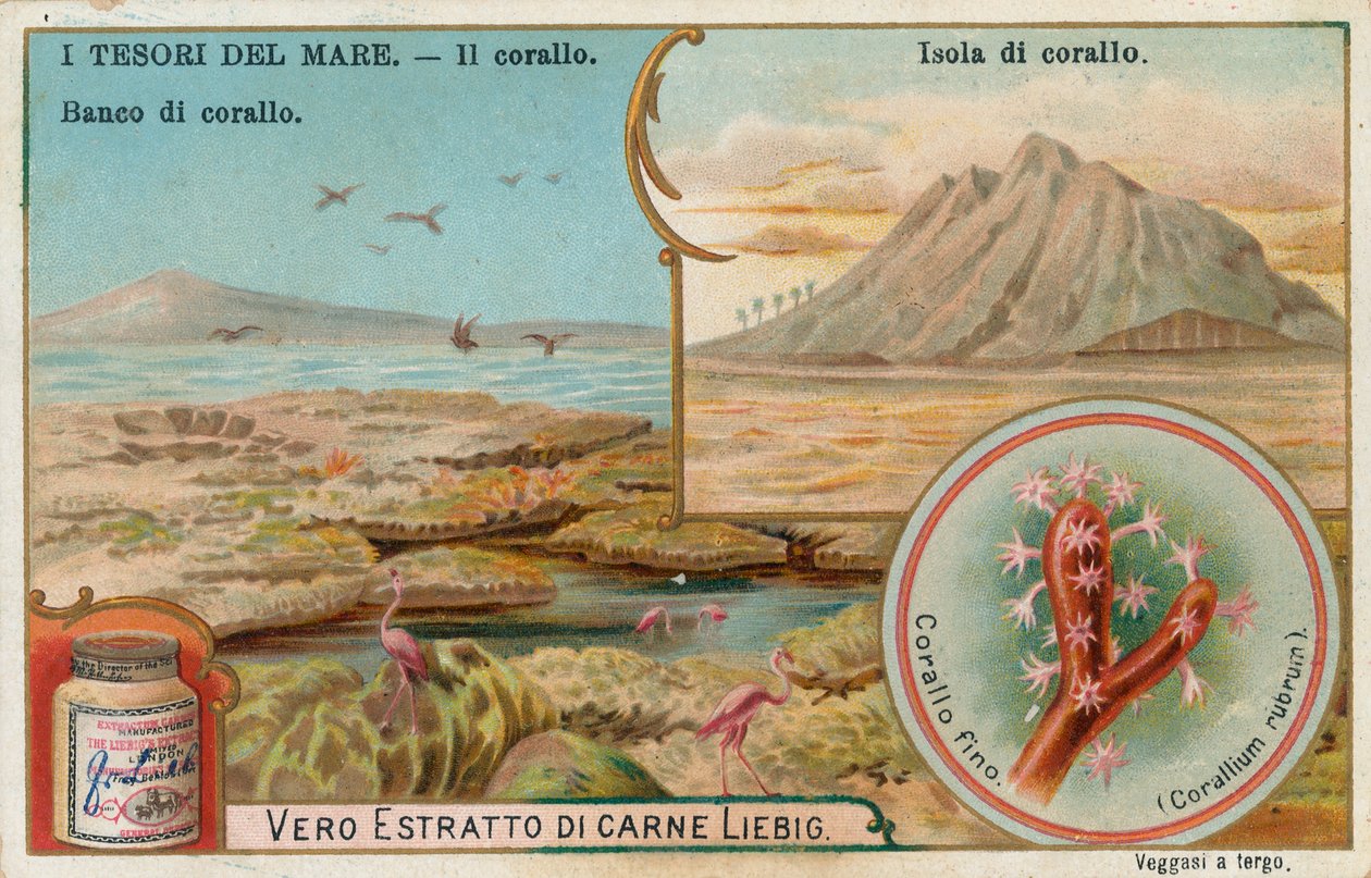 Meren aarteet, Liebig-kortti, 1900-luvun alku (kromo) tekijältä European School
