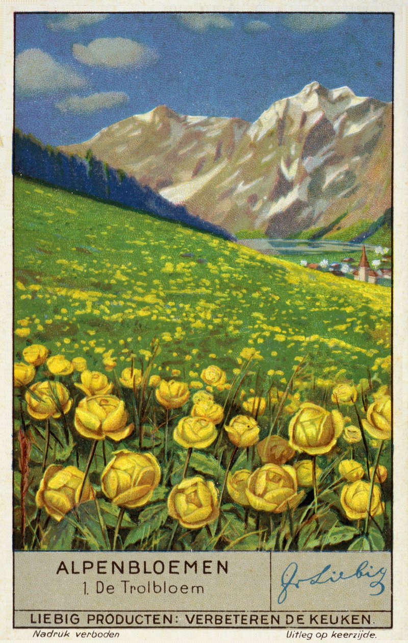 Trollius (pallokukka) (chromolitho) tekijältä European School