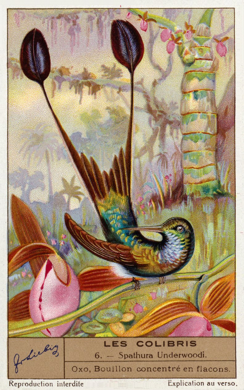 Valkojalkainen mailapyrstö (Spathura Underwoodii) (chromolitho) tekijältä European School