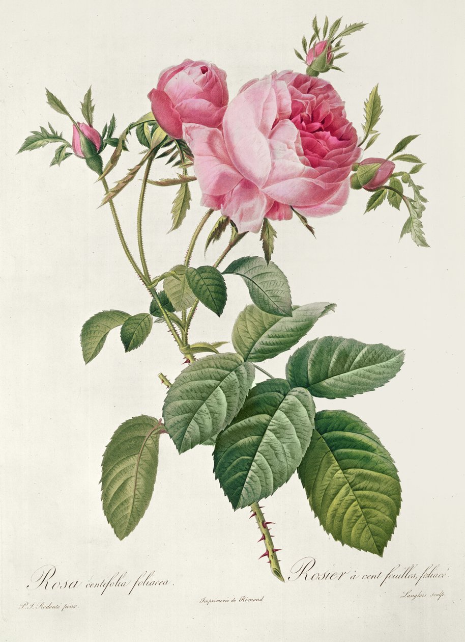 Thory, les Roses, Rosa Centifolia Foliaca (litografia) tekijältä Eustache Hyacinthe Langlois