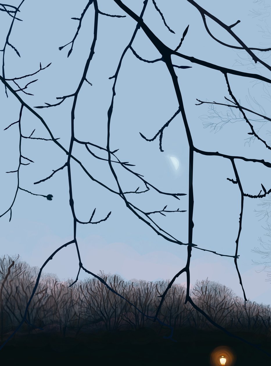 Oksat, aamunkoitto, Prospect Park (digitaalista taidetta) tekijältä Evan Sklar