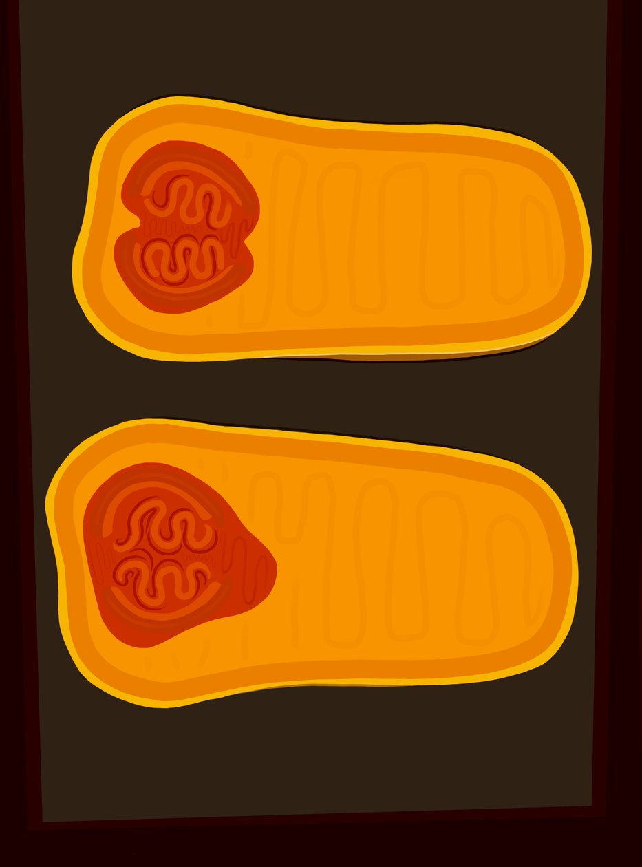 Butternut Squash (digitaalista taidetta) tekijältä Evan Sklar
