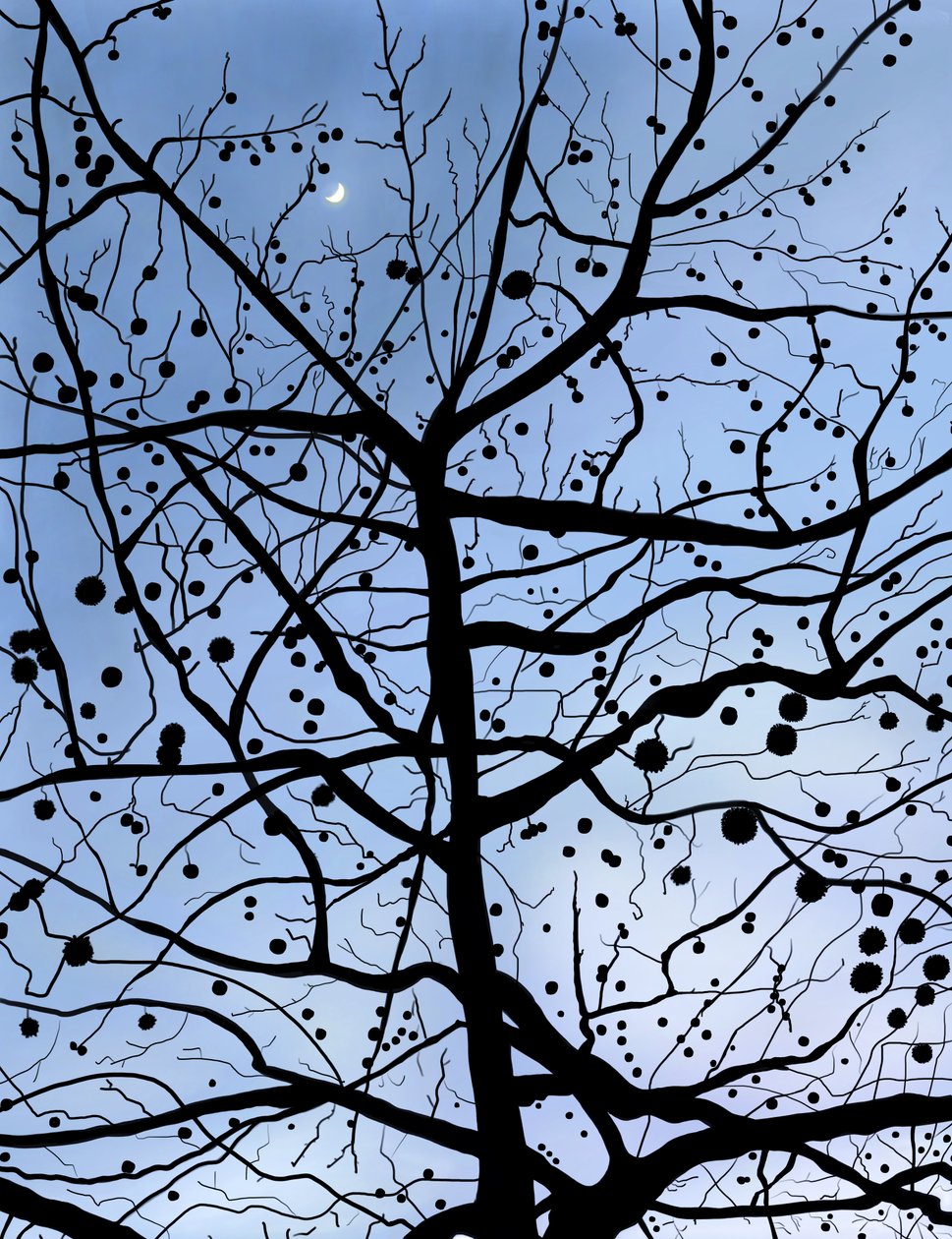 London PlaneTree ja Moon, Brooklyn (digitaalista taidetta) tekijältä Evan Sklar