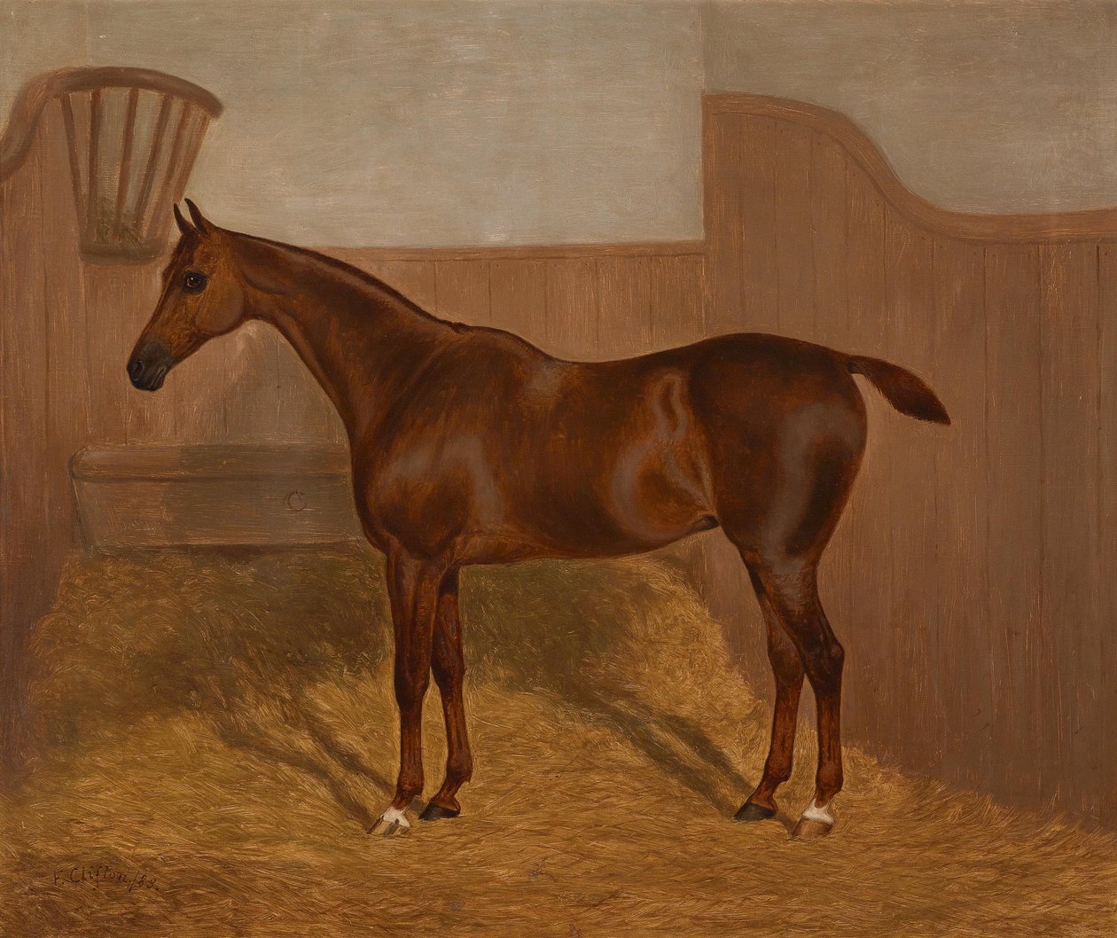 Pferdeportrait (Lady Oswestry tai Dandy ,, eines von zwei in einem Los angebotenen Gemälden mit diesen Bezeichnungen) tekijältä F. Clifton