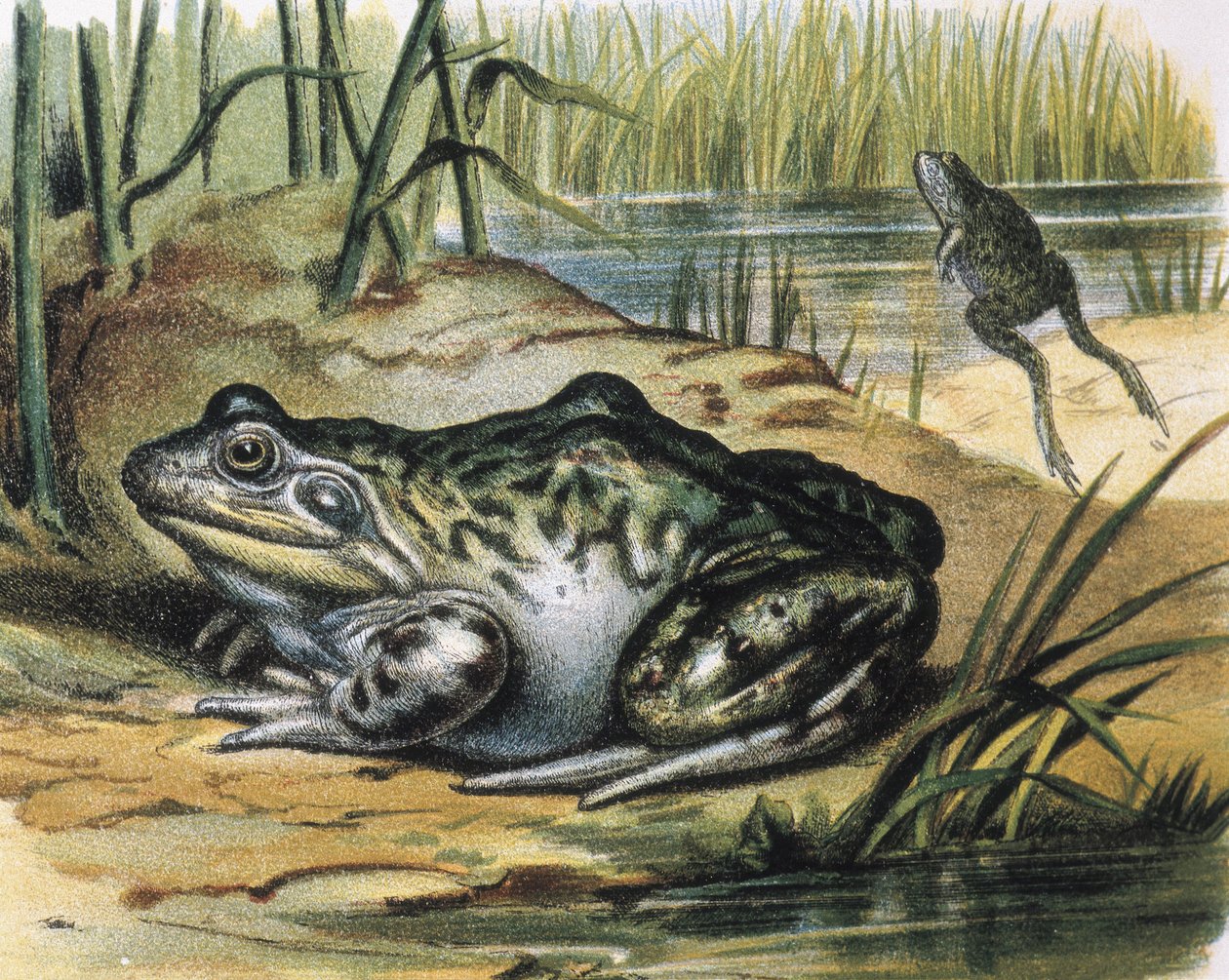 Bullfrog. Ranidae- sammakkoeläin. Kaiverrus F.Padron maalauksesta. Kaiverrus. tekijältä F. (after) Padro