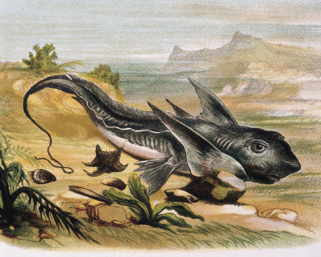 Chimaera (Chimaera arctica) Kaiverrus F.Padron piirroksen mukaan. Kaiverrus tekijältä F. (after) Padro